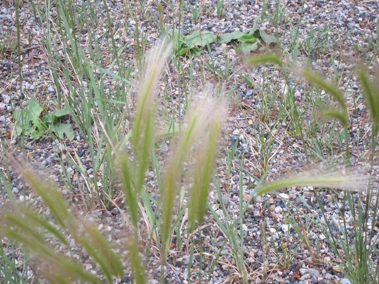 A delicate looking plant along the road side - known as fox tail, and a bane to pet owners as it...